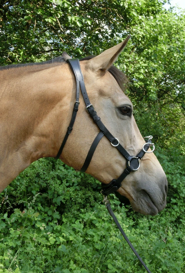 RHRH SoftGel bridle Empathia anatomical gel neck piece lunging leather new TOP - Image 1 of 1