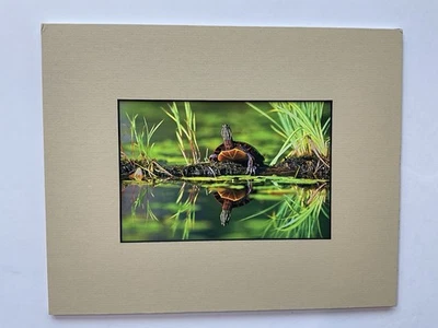8"x!0" Lake Turtle Photo Print printed in Bass Harbor, ME - George Sanker - Image 1 of 4