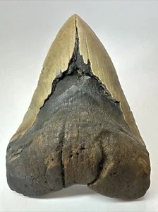 Megalodon Shark Tooth 6.15 inch - Giant - Unique Fossil - Authentic - Real 18073 - Picture 1 of 8