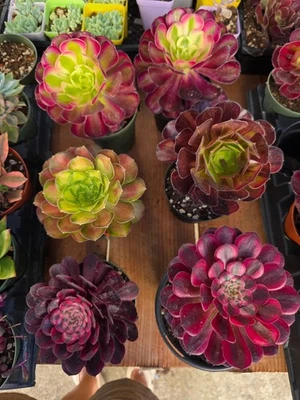 Imported 6 pcs of 4inch mixed aeonium succulent - Image 1 of 4