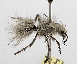 Mutillidae Dasymutilla gloriosa México #1 Terciopelo Hormiga Insecto Himenópteros - Imagen 1 de 3