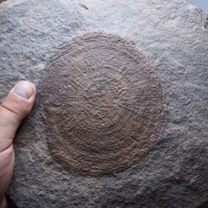 4,5 kg. Medusas Eldonia berbera Mecissi área Marruecos Fósiles Fósiles - Imagen 1 de 13