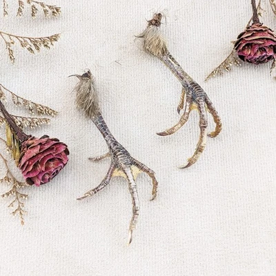 Долина перепела птицы ноги пара ремесло коллекционный ремонт Таксидермия странность любопытство - Изображение 1 из 4