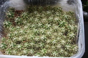 5x Ferocactus glaucescens. Ca 1,5-2cm. Sämlinge. - Bild 1 von 1