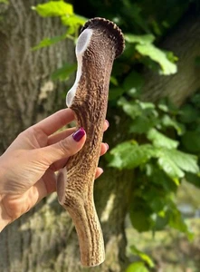 Wild Red Deer Antler Dog Chews Long Lasting - 100% Natural Best Chew - Picture 1 of 29
