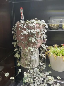 *RARE* Variegated String Of Hearts Cuttings 10 cm / 20 cm / 30 cm - Picture 1 of 6