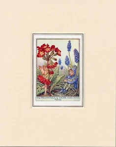 POLYANTHUS & GRAPE HYACINTH FAIRIES Original Cecily Mary Barker Print Mounted - Picture 1 of 1