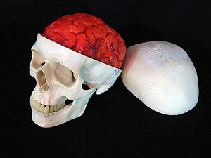Cráneo Harvey con Cerebro Sangriento, Utilería de Halloween, Cráneos/Esqueleto Humanos, NUEVO - Imagen 1 de 7