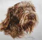 Italian Spinone Signed Dog Print by Susan Harper Unmounted