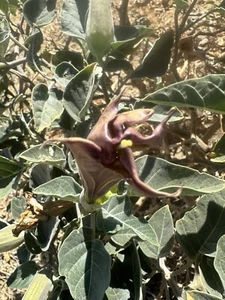 Sacred Datura 100+ Seeds ‘Datura wrightii’ Dark purple - Picture 1 of 6