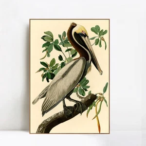 Framed Canvas Giclee Print Brown_Pelican by John James Audubon Wall Art 20"x28" - Picture 1 of 7