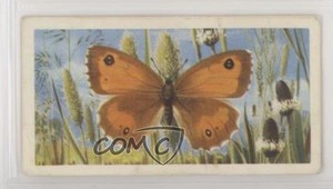 1963 Brooke Bond British Butterflies Tea Hedge Brown #8 0e3