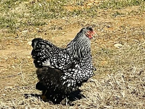 6 + 🐥Cochin RARE COLORS Hatching Eggs Large Giant Fowl🐥 - Picture 1 of 17