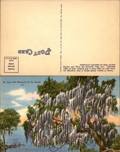 Tarjeta Postal Tropical Florida De Colección - UN ANTIGUO MONARCA DEL SUR - Sin Usar - Imagen 1 de 1