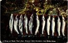 Katahdin Iron Works Maine Pleasant River String Of Brook Trout DB Postcard