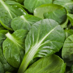 1/4 Lb Tat Soi Chinese Cabbage Seeds - Everwilde Farms Mylar Seed Packet - Picture 1 of 2