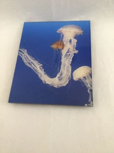 Original Foto auf Acrylquallen vom kalifornischen Fotografen Mark Hamps - Bild 1 von 6