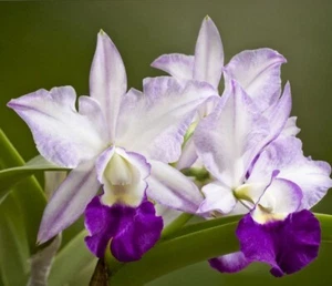 Cattleya Lc Mem Robert Strait 'Blue Hawaii' Live Orchid Plant 2B11 - Picture 1 of 3