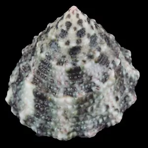 TROCHUS MACULATUS (Nocnocan Isl., Philippinen) 17,4 mm #34331 - Bild 1 von 4