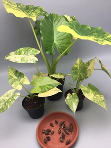 Große Alocasia Gageana Aurea Variegata Rhizome - Bild 1 von 3