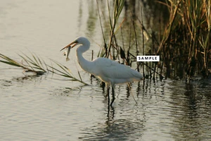 Digital Photo file Great Egret Feed Captured BIRD EATFISH virtual postcard jpeg - Picture 1 of 1