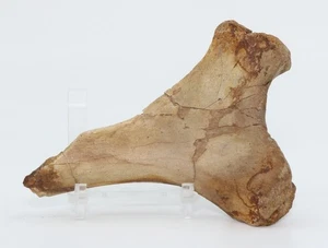 Raptor Dromaeosaur Fossil Ischium 121mm Hell Creek South Dakota SD COA 7162 - Picture 1 of 12