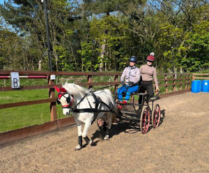 Carriage driving experience 