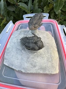 Trilobit Metacanthin issoumourensis sp Marokko - Bild 1 von 20