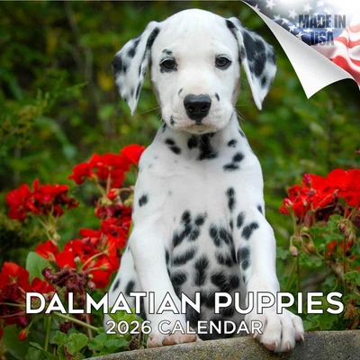 MEGACALENDARS Dalmatian Pups Dog Breed Calendar 2026 FULL SIZE 12x24 Made in USA
