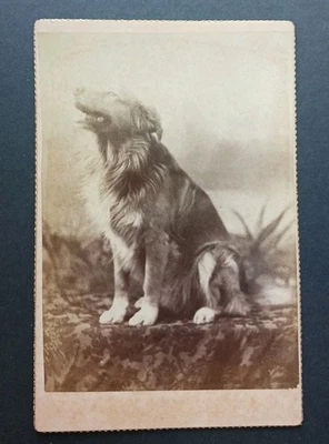 COLLIE Foto Gabinete Tarjeta Perro Pastor Animal De Colección Cachorro Fondo Pintado Foto 1 de 4