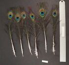 Six 10" to 11" Whole Peacock Small Eye Sticks Millinery/Feather Arts