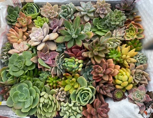 50 Cutting Mix Colorful Succulents 4-8” - Picture 1 of 12