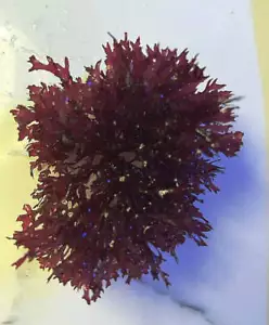 Live Red Pom Pom Gracilaria Algae - Picture 1 of 3