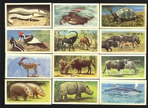 CIGARETTE/TRADE/CARDS.Brooke Bond Tea.WILDLIFE IN DANGER.(1963).(Full Set of 50) - Picture 1 of 1