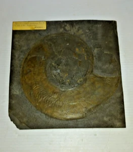 7.5" Harpoceras Lythense Ammonite Fossil Germany - Picture 1 of 16