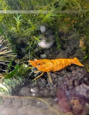 10+2 SSS Camarones Sunkist - Acuario Neocaridina de Agua Dulce 100% Garantía Viva Foto 1 de 2