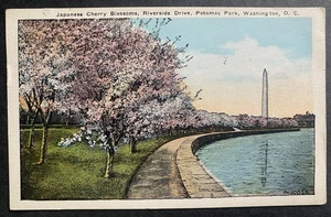 Washington DC Potomac Park Riverside Dr japanische Kirschblüten Postkarte 1923 - Bild 1 von 2
