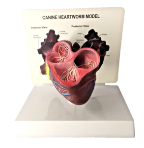 Modelo veterinario FutureVet para perro - Modelo de corazón canino anatómico con soporte - Imagen 1 de 5