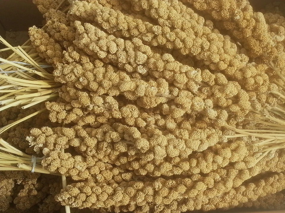 Kolbenhirse gelb 2kg Handverlesen  Sittich Kanarien - Bild 1 von 1