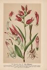 Cephalanthera Rubra - Rouge Waldvöglein Chromo-Lithographie De 1894 Orchidées