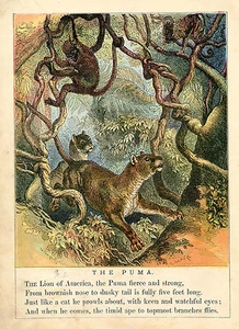 MOUNTAIN LION PUMA COUGAR MONKEYS ANIMALS WILDLIFE ANTIQUE COLOR PRINT 1879 - Picture 1 of 1
