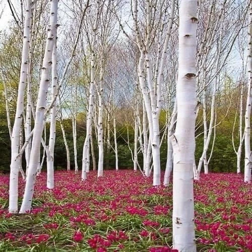 Plántulas de abedul de papel blanco para plantar - Betula papyrifera - Impresionante blanco Foto 1 de 2