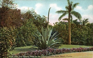 Cartolina Royal Palm & Cenury Plant Craignan Place, Palm Beach FL anni '10 circa - Foto 1 di 2