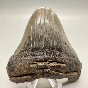 3 Spitzen selten DEFORMIERT 3,33" fossiler MEGALODON Haifischzahn - USA - Bild 1 von 6