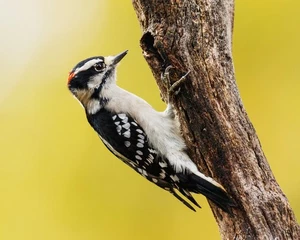 Fotografía de pájaro carpintero Downy macho 8"x10" impresión #2 - Imagen 1 de 2