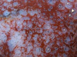 DIG-N-UTAH: POLISHED AGATE # L 362 - Picture 1 of 4