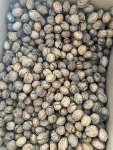 Frische Ernte,Walnüsse aus eigenen Garten,ungespritzt,Nüsse, von 2025.Getrocknet - Bild 1 von 6