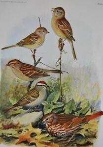 Birds of America Print Antique 1917 Fox Sparrow Ornithology Nature