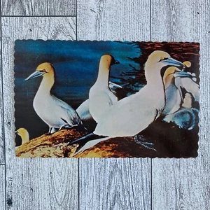 Vintage Postcard Gannets on Bonaventure Island Perce Quebec Birds Unposted  - Picture 1 of 3