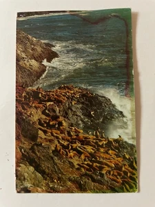 AK Seelöwenhöhle - Bild 1 von 2